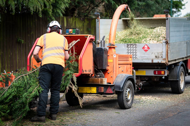 Best Tree Care Services  in Contra Costa Centre, CA